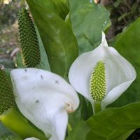 ミズバショウ,山野草,野の花山の花の画像