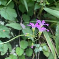 ムラサキカタバミ,野草の画像