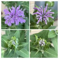 ベルガモット,モナルダ(ベルガモット),ガーデニング,宿根・多年草,つぶつぶのお花の画像