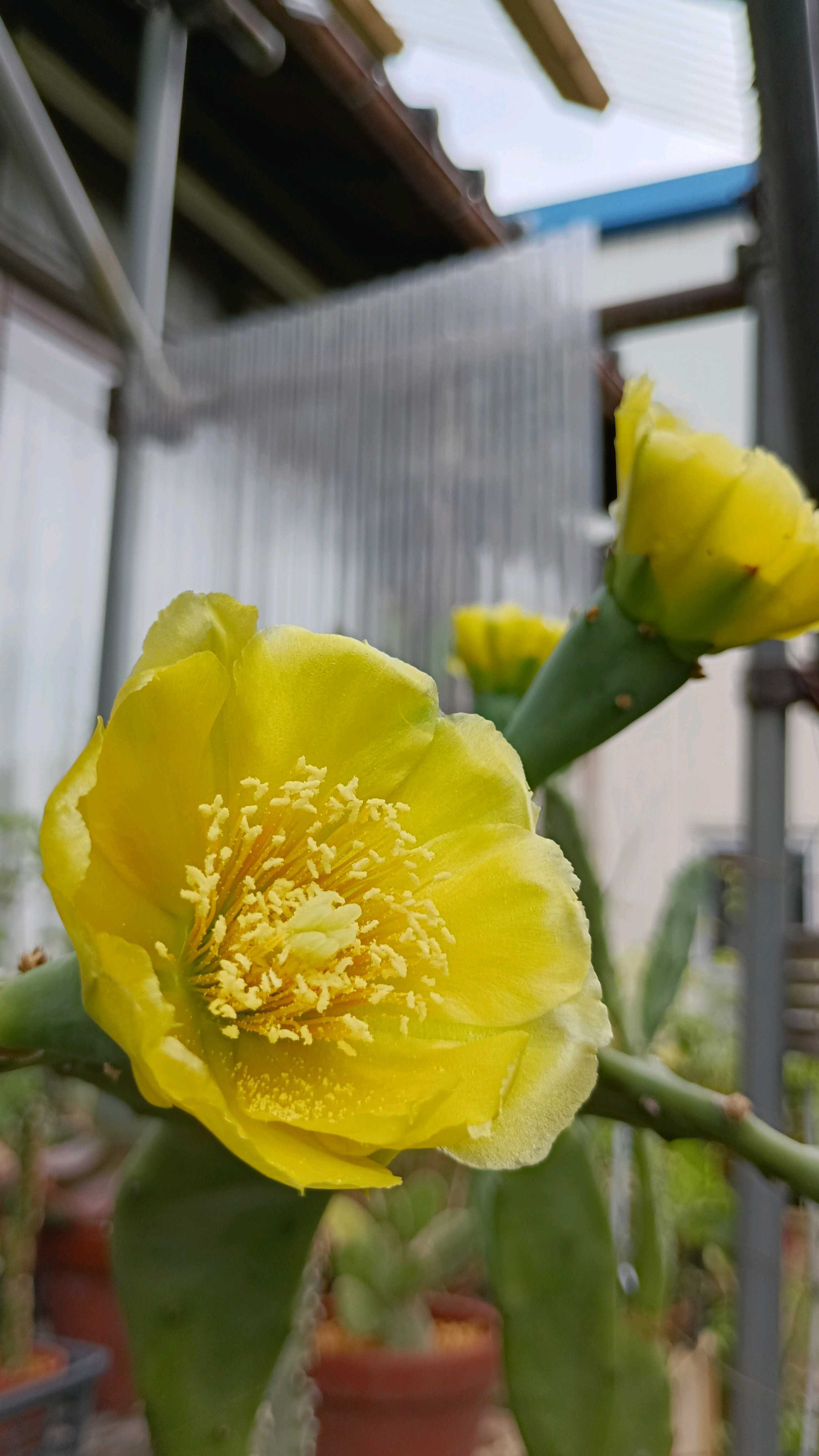 大型宝剣の一覧｜🍀GreenSnap（グリーンスナップ）