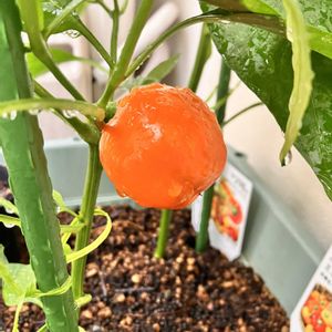 パプリカ,自家製野菜,夏野菜,ベランダ菜園,家庭菜園の画像
