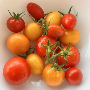 ミニトマト,自家製野菜,夏野菜,ベランダ菜園,家庭菜園の画像