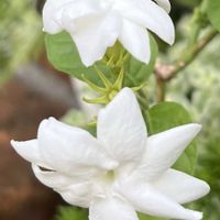 ジャスミン,茉莉花,切り花,植物のある暮らし,バラ・切り花の画像