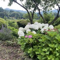 アナベル,宿根フロックス,宿根フロックス,宿根フロックス,黄金鬼ユリの画像