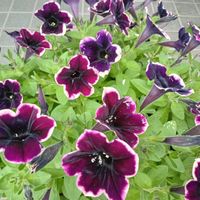 ヒメイワダレソウ,お花が好き♡,ペチュニア ロックスターの画像