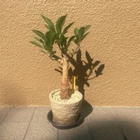 バオバブの画像