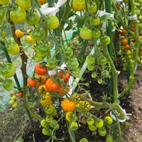 トマト,ミニトマト,野菜,花壇,季節の花の画像