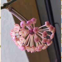 ホヤ・カルノーサ,ホヤ・クミンギアナ,ホヤ ケリー,ホヤ・ゴールデンマージン,ホヤ ムルチフローラ 天の川 織姫の画像