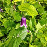 エーデルワイス,クレマチス,中之条町,花楽の里の画像