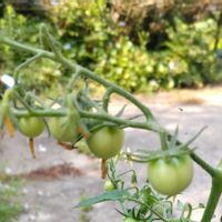 ミニトマト,しばらく涼しい？の画像
