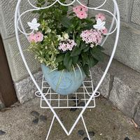 アンゲロニア,オリズルラン,ペチュニア,ペンタス,日々草(にちにちそう)の画像