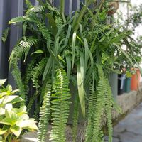 シンビジウム,タマシダ,シンビジューム,寄せ植え,観葉植物の画像