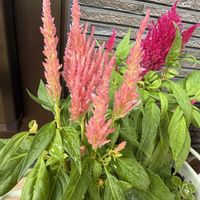 ケイトウサニータフト,ケイトウサニータフト,寄せ植え,ピンクの花,PRの画像