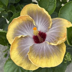 ハイビスカス,アオイ科,道端,緑のある暮らし,iPhone撮影の画像