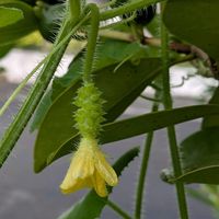 キワノ,トマト 凛々子 カゴメ,アケビバナナ,ペピーノ,ポポー マンゴーの画像