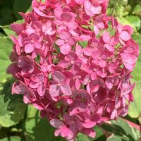 ハイビスカス,アナベル,サントリー フラワーズ,小さな庭の画像