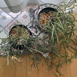 ゴムの木,亀甲竜,ボトルツリー,フィカス・ジン,多肉リプサスの画像