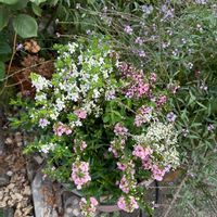 夏の庭,寄せ植え,ガーデニングの画像