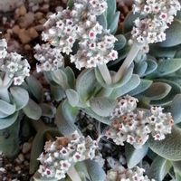 銀揃,多肉植物の花の画像