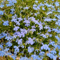 アズーロ・コンパクト,ロベリア アズーロ コンパクト,アズーロ・コンパクト　スカイブルー,鉢植え,ガーデニングの画像