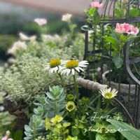 エキナセア,寄せ植え,ナチュラルガーデン,ジャンクガーデン,シェードガーデンの画像