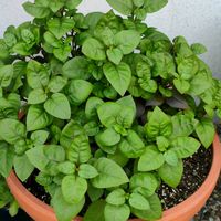 アルテルナンテラ,アルテルナンテラ リトルロマンス,元気もらえる,暑さに負けるな,アルテルナンテラ！の画像