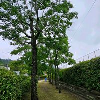 近所の公園,植栽,平和を願う,雌雄同株異花,トウダイグサ科ナンキンハゼ属の画像