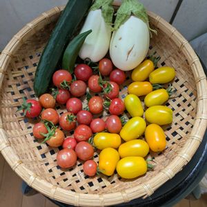 トケイソウ,ミント,ワークショップ作品,今日の収穫野菜,鉢育ち支柱の画像