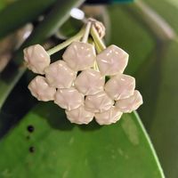 ホヤ・カーリー,ホヤ ケリー,ハートホヤ,観葉植物,紅葉する多肉の画像