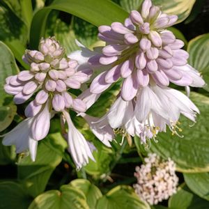 屋上庭園の画像