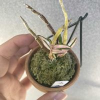 セッコク,せっこく(長生蘭),観葉植物,洋ラン,古典園芸植物の画像