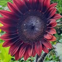 ヒマワリ,向日葵,種蒔きからA,向日葵ﾌﾟﾛｶｯﾄﾚｯﾄﾞ(F1),フィボナッチ数列の画像