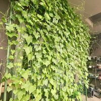 ゴーヤ,プチキュー,グリーンカーテン,プランター,緑のカーテンの画像