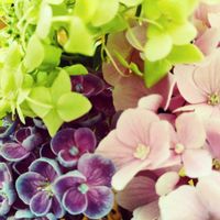 紫陽花,アナベル,あじさい ポップコーン,アジサイ ハイランドジア,みどりのある暮らしの画像