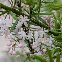 ヒメイワダレソウ,バイカオウレン,観葉植物ｱｽﾊﾟﾗｶﾞｽ,小さな庭の画像