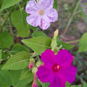おしろいばな,庭のお花,おうち園芸,小さな庭の画像