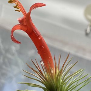 チランジア,フンキアナ,チランジア フンキアナ,フンキアナ ハーブヒル,100均の画像