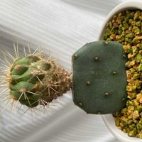 サボテン,多肉植物,接木サボテン,接木の画像