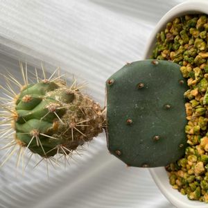 サボテン,多肉植物,接木サボテン,接木の画像