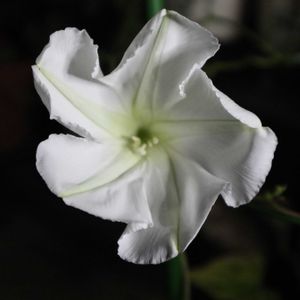 ユウガオ,夕顔,白花夕顔,鉢植え,咲いた！の画像