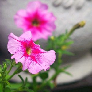 ペチュニア,サフィニア,鉢植え,小さな庭の画像