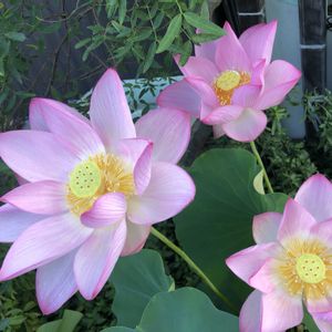 咲いた！,花のある暮らし,植中毒,今日のお花,おうち園芸の画像
