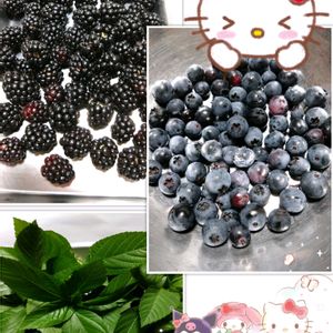 ブラックベリー,ブルーベリー,モロヘイヤ,地植え,プランター栽培の画像