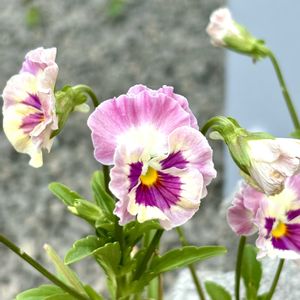 パンジー・ビオラ,鉢植え,ガーデニング,可愛い,種まきっ子の画像