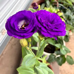 トルコ桔梗,花のある暮らし,小さな庭,庭の画像