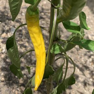 とうがらし,唐辛子,野菜,黄トウガラシ,トウガラシの画像