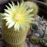 金晃丸,金鯱,サボテンの花の画像