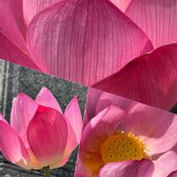 アーティチョーク,ネムノキ,ハス,ササユリ,街路樹の画像