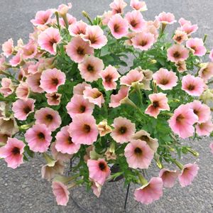 ペチュニア,とうもろこし,ペチュニア ステファニー,ガーデニング,ピンクの花の画像