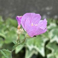 ヒルザキツキミソウ,乙女心,ブルーミニマ,舞乙女錦の画像